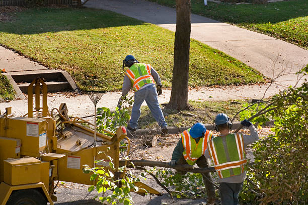 Best Emergency Tree Removal  in Orange Blossom, CA